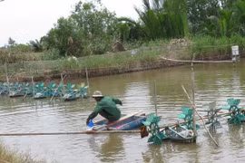 Một ao nuôi tôm. (Nguồn: TTXVN)