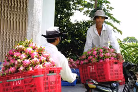Chuyển thanh long đi tiêu thụ. (Ảnh: Nguyễn Thanh/TTXVN)