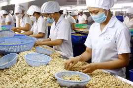 Chế biến nông sản xuất khẩu. (Nguồn: TTXVN)