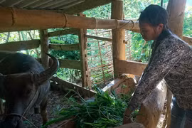 Quoàng Thị Vương ở xã Thèn Sin, huyện Tam Đường, Lai Châu cùng chồng xuất cảnh trái phép sang Trung Quốc nhưng bị bắt, về nhà lo làm ăn để ổn định cuộc sống. (Ảnh: Việt Hoàng/TTXVN)