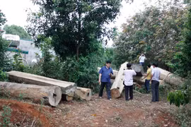 Lực lượng chức năng huyện Ia Grai, tỉnh Gia Lai phát hiện một bãi tập kết gỗ trái phép lớn dưới lòng hồ Thủy điện Sê San 3A. (Nguồn: TTXVN)