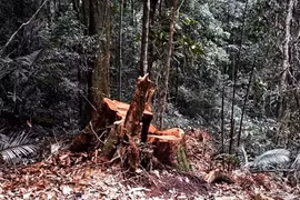 Kon Tum: Lâm tặc ngang nhiên mở lối phá rừng ở huyện Đăk Tô
