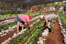 Nông dân Cuba. (Nguồn: Granma)