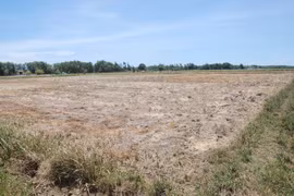 [Photo] Quảng Trị hạn hán kéo dài khiến đồng khô, lúa “khát”
