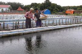 Nuôi trồng thủy sản. (Ảnh minh họa. Thanh Vũ/TTXVN)