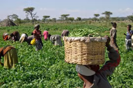 Nông dân ở Nigeria. (Nguồn: fmic.gov.ng)