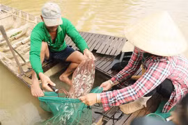 Đánh bắt cá linh. (Ảnh: Công Mạo/TTXVN)