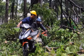 Mưa dông có thể làm ngã đổ, bật gốc nhiều cây xanh. (Ảnh: An Hiếu/TTXVN)