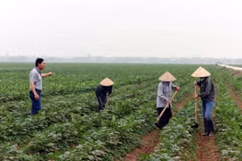 Ảnh chỉ có tính minh họa. (Ảnh: Nguyễn Văn Cảnh/TTXVN)
