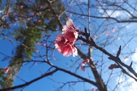 (Ảnh: Đặng Tuấn/Vietnam+)
