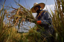 Nông dân gặt lúa trên cánh đồng. (Ảnh: AFP/TTXVN)