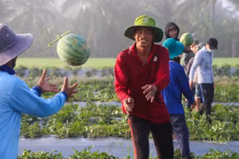 Nông dân phấn khởi vì nông sản Tết trúng mùa, được giá. (Ảnh: Hồng Thái/TTXVN)