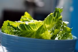 Mỹ khuyến cáo người dân cẩn trọng với khuẩn E.coli trong rau diếp. (Nguồn: Tampa Bay Times)