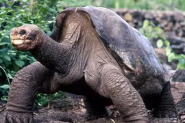 Lonesome George, “cụ rùa” cuối cùng của phân loài rùa đất Geochelone abingdoni. (Nguồn: Internet) 