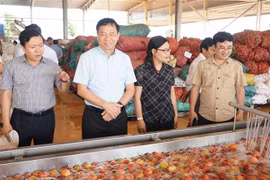 Sơ chế nông sản tại Công ty Cổ phần thực phẩm xuất khẩu Đồng Giao (Doveco) tại huyện Mang Yang, tỉnh Gia Lai. (Ảnh: Hồng Điệp/TTXVN)