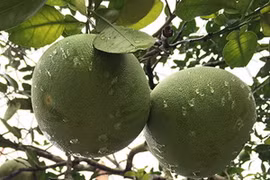 (Nguồn: buoidoanhung.vn)