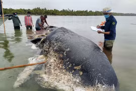 Con cá voi trong dạ dày chứa tới 6 kg rác thải nhựa chết trôi dạt vào bờ biển tại khu bảo tồn Wakatobi thuộc tỉnh Sulawesi, Đông Nam Indonesia, ngày 20/11/2018. (Ảnh: AFP/TTXVN phát)