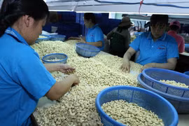 Chế biến nhân hạt điều xuất khẩu. (Ảnh: Vũ Sinh/TTXVN)