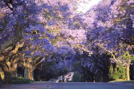 [Photo] Rực rỡ sắc màu hoa phượng ở Thủ đô Pretoria của Nam Phi