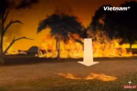 [Videographics] Cháy rừng - Thảm họa khủng khiếp đe dọa mọi quốc gia