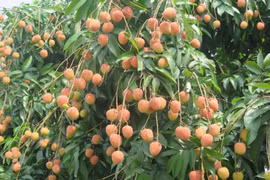 Vải u hồng Thanh Hà chín rộ. (Ảnh: Mạnh Minh/TTXVN)