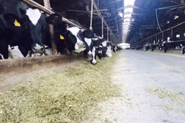 (Nguồn: agriland.ie)