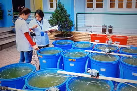 Tảo lục chuẩn bị được cấy xuống Hồ Gươm. (Ảnh Mạnh Khánh/TTXVN)
