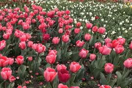 Hoa tulip. (Ảnh: Khánh Linh/TTXVN)