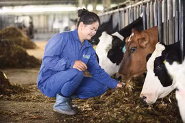 Mộc Châu Milk lựa chọn chiến lược phát triển nông nghiệp bền vững với mô hình liên kết 4 nhà bền chặt