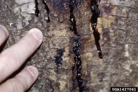Nấm Phytophthora ramorum khiến cho các dòng nhựa bên trong thân cây rỉ ra bên ngoài. (Nguồn: ipmimages.org)