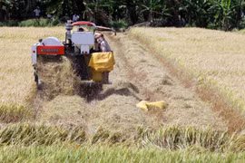Nông dân xã Thạnh Lộc, huyện Châu Thành, Kiên Giang thu hoạch lúa Đông Xuân đầu năm Kỷ Hợi 2019. (Ảnh minh họa: Lê Sen/TTXVN)