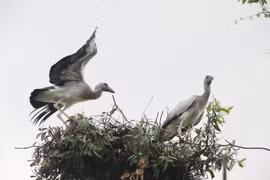 Cò nhạn (còn gọi là Cò Ốc), thuộc họ Diệc, bộ Hạc, ở bậc R (cực kỳ quý hiếm) trong Sách Đỏ Việt Nam. (Ảnh: Nguyễn Văn Trí/TTXVN)