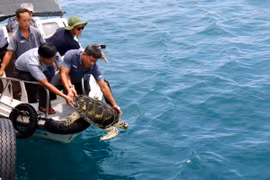 Cá thể đồi mồi (có tên khoa học là Eretmochelys imbricata) được thả về biển. (Ảnh: Nguyễn Thanh/TTXVN)