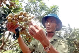 Thành viên của Hợp tác xã cây ăn quả đặc sản Quyết Thắng, xã Tân Hưng, thành phố Hưng Yên chăm sóc những công đoạn cuối cùng để chuẩn bị cho vụ thu hoạch nhãn. (Ảnh: Mai Ngoan/TTXVN)