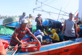 Các tàu cá ở tỉnh Quảng Nam cập bến xếp hàng chờ đến lượt đưa sản phẩm khai thác lên xe chuyên dụng. (Ảnh: Đoàn Hữu Trung/TTXVN)