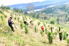 Người dân trồng cây phù hợp trên diện tích đất lâm nghiệp. (Ảnh minh họa: Hoài Nam/TTXVN)