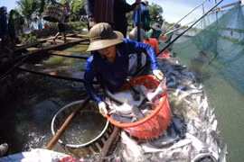 Thu hoạch cá tra đưa về nhà máy chế biến của Tập đoàn Sao Mai. (Ảnh: Vũ Sinh/TTXVN)