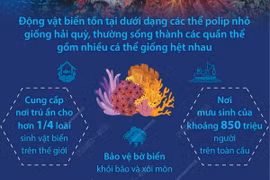Điều cần biết về các rạn san hô trên thế giới