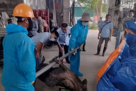 Đàn lợn bị mắc bệnh dịch tả lợn châu Phi buộc tiêu hủy theo quy định. (Ảnh: TTXVN phát)