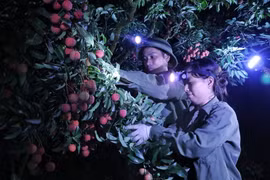 Người dân Lục Ngạn, tỉnh Bắc Giang, tất bật thu hoạch vải đêm năm 2023. (Ảnh: Danh Lam/TTXVN)