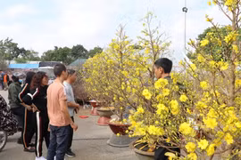 Người dân đi Mai vàng. (Ảnh: Đức Phương/TTXVN)