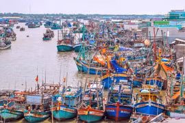Tàu thuyền đánh bắt xa bờ. (Ảnh minh họa: Huỳnh Anh/TTXVN)