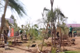 Những cây non được trồng tại sự kiện (Ảnh: Lâm Phan/Vietnam+) 