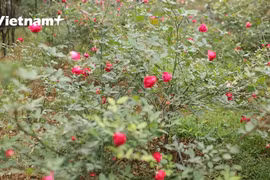 Vườn hồng đạt chuẩn hữu cơ (Ảnh: Lâm Phan/Vietnam+) 