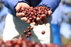 Giá càphê đã được duy trì trên mức trên 90.000 đồng/kg hơn 1 tuần nay. (Ảnh: Tuấn Anh/TTXVN)
