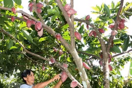 Ảnh minh hoạ (Ảnh: Đình Huệ/TTXVN)