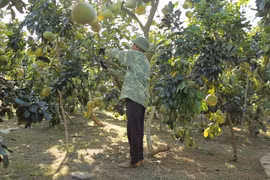 Nhiều hộ dân tham gia sản xuất nông nghiệp hữu cơ. (Ảnh: Lâm Phan/Vietnam+)