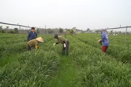 Hợp tác xã rau hữu cơ công nghệ cao Cuối - Quý (Ảnh: Lâm Phan/Vietnam+)