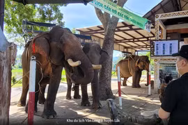 Ảnh minh họa. (Nguồn: PV/Vietnam+)