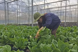 Thu hoạch rau trồng trong nhà kính. (Ảnh: Nguyễn Dũng/TTXVN)